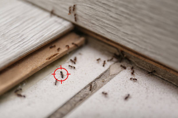 Best Rodent Control Near Me  in Leland Grove, IL