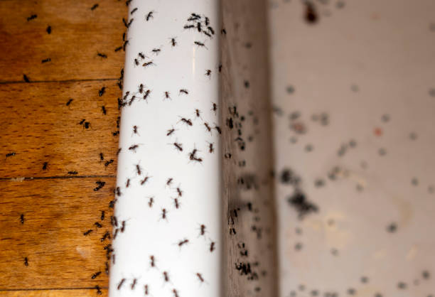 Best Cockroach Control Services  in Leland Grove, IL